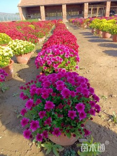 高度35厘米球菊