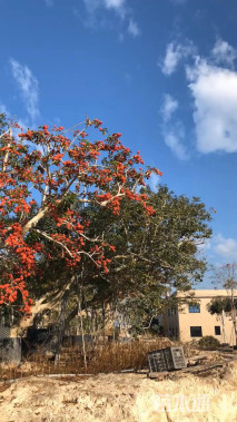 10公分红果冬青