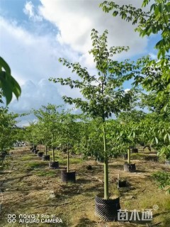 15公分大腹木棉