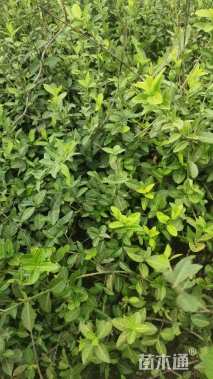 50厘米扶芳藤