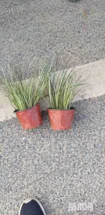 高度10厘米金叶石菖蒲