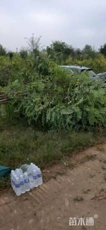 9公分嫁接香花槐