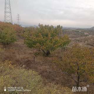 高度400厘米丛生山杏
