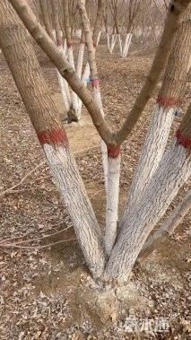 高度400厘米丛生五角枫