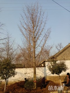 20公分嫁接银杏