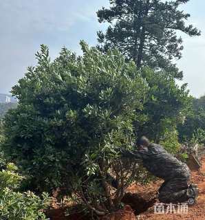 12公分丛生杨梅