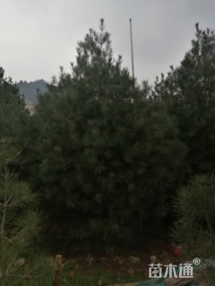 高度900厘米白皮松