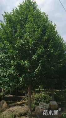 18公分乐昌含笑