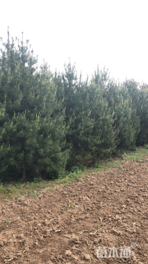 高度500厘米白皮松