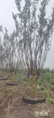 高度500厘米丛生紫薇