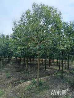 20公分大叶女贞