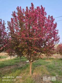 18公分亚当海棠