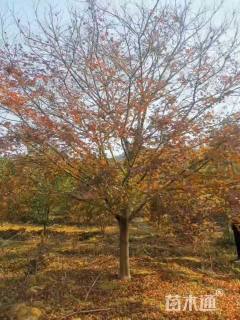 10公分熟货中国红枫