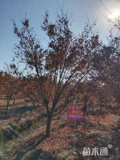 18公分日本红枫