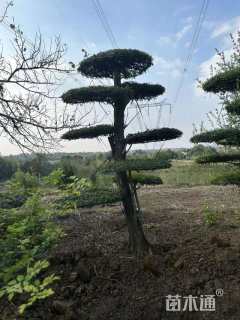 15公分对节白蜡