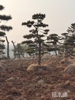 12公分造型油松