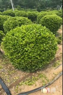 高度250厘米瓜子黄杨