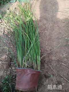 高度50厘米灯心草