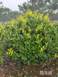 高度120厘米金森女贞