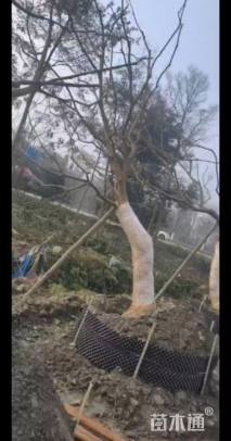 23公分造型乌桕