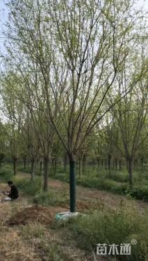 15公分国槐