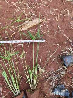 高度80厘米旱伞草