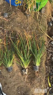 高度60厘米拂子茅