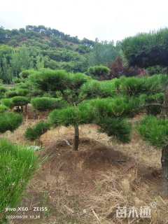 11公分造型黑松