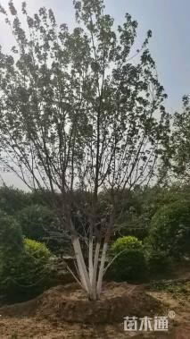 高度700厘米丛生元宝枫