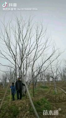 70公分丛生乌桕