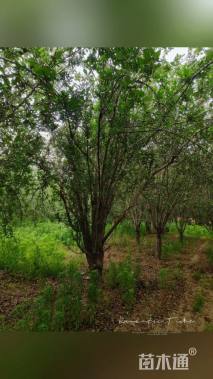 25公分西府海棠