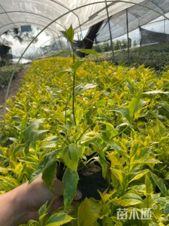 高度25厘米金边假连翘