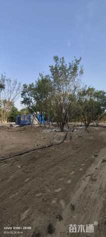 高度900厘米丛生蒙古栎