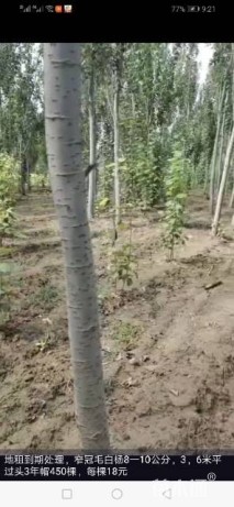 10公分毛白杨