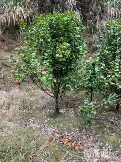 高度2000厘米茶花