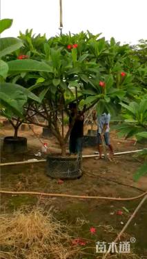 16公分红花鸡蛋花