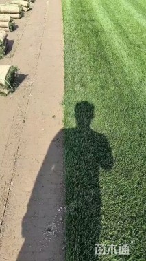 草卷状四季青草坪