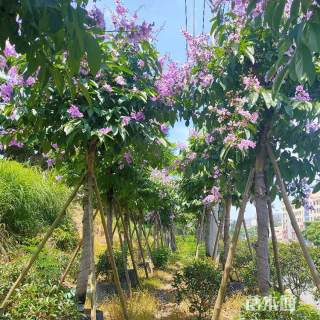 20公分大叶紫薇