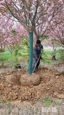 15公分高杆樱花