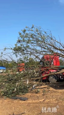 8公分(3杆)丛生香樟