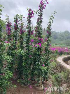 高度350厘米紫花三角梅