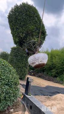 高度230厘米法国冬青