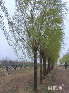 20公分金丝垂柳