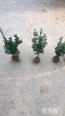 高度40厘米大叶黄杨