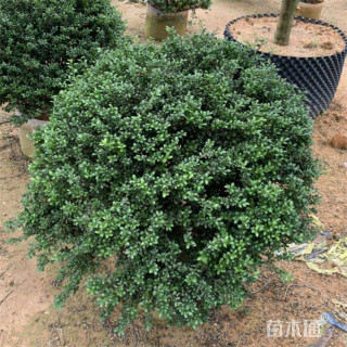 冠幅40厘米龟甲冬青球