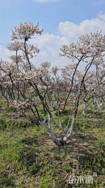 10公分造型金叶榆