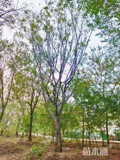 28公分朴树