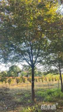 20公分榉树