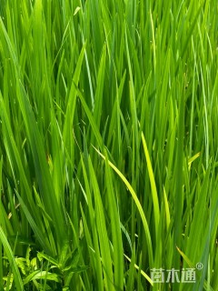 高度20厘米水生鸢尾