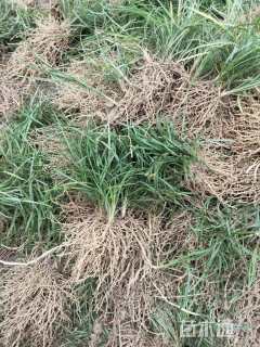 高度15厘米麦冬